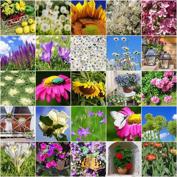 Collage of flowers blooming — Stock Photo, Image