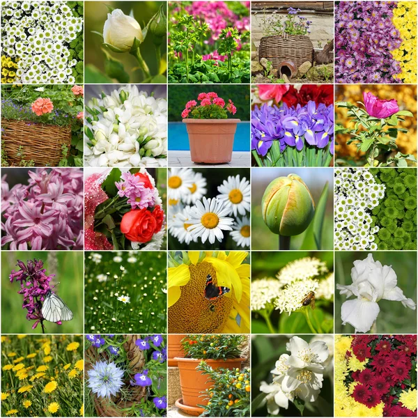 Collage of flowers blooming — Stock Photo, Image