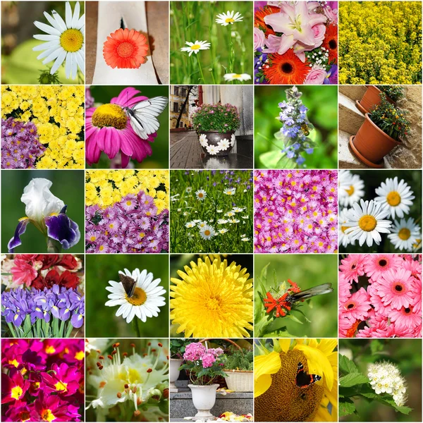 Collage de fleurs en fleurs — Photo