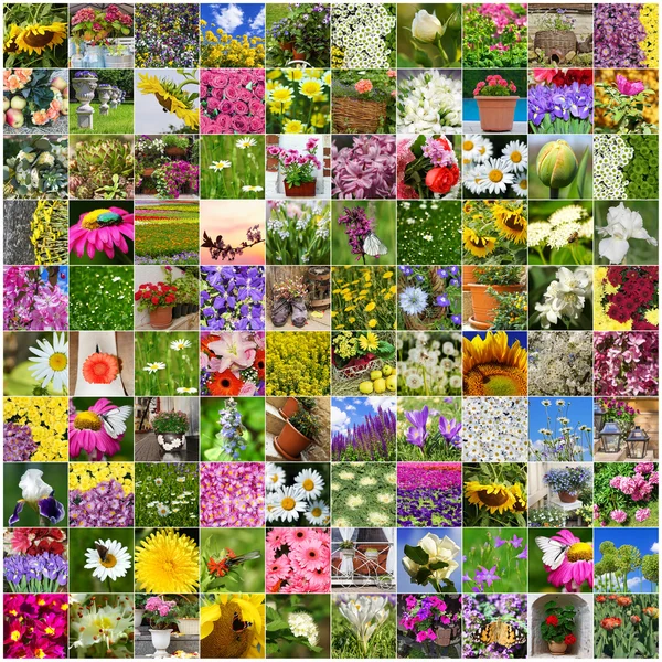 Collage of flowers blooming — Stock Photo, Image