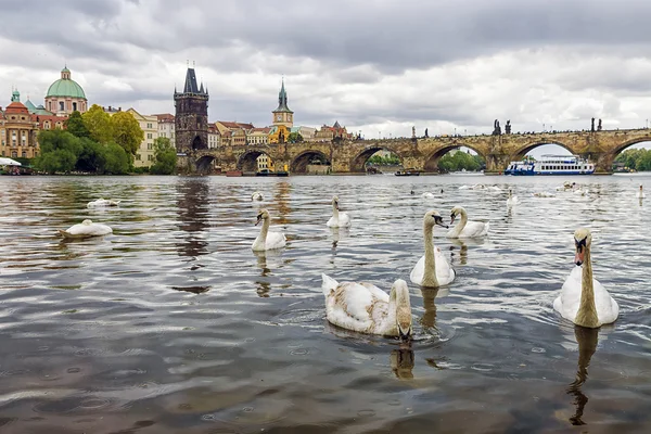 Swans on the background of Charles Bridge in Prague, Czech Repub — Stock Photo, Image