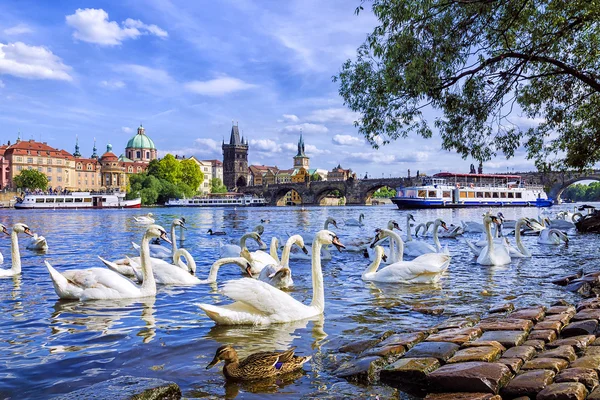Лебеди на фоне Карлова моста в Праге, Чешский Репуб — стоковое фото