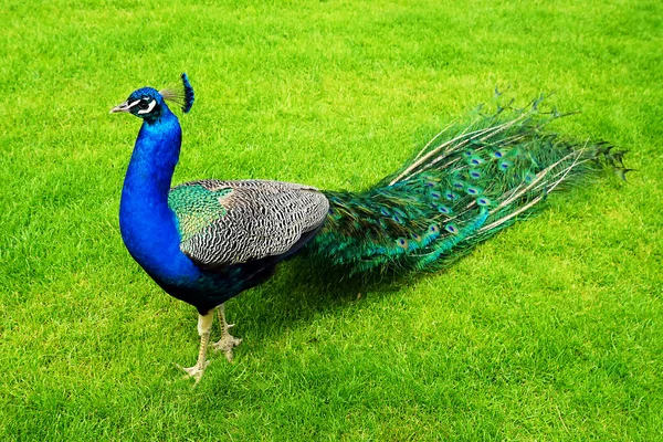Peacock op een groen gazon — Stockfoto