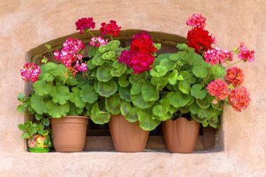 pots with red geraniums on the window clipart