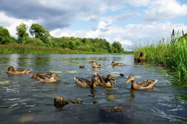 Ördek aile Nehri üzerinde