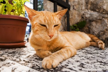 sokakta oturan kırmızı kedi