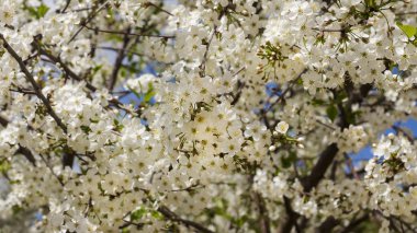 Bahar arka planını kiraz çiçekleri