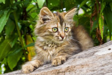 yeşil bir arka plan üzerinde gri güzel yavru kedi