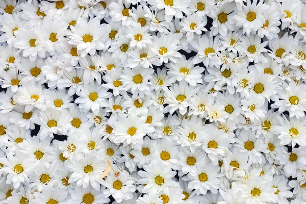 Background of white chrysanthemums — Stock Photo, Image