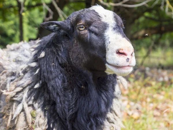 Romanov breed sheep — Stock Photo, Image