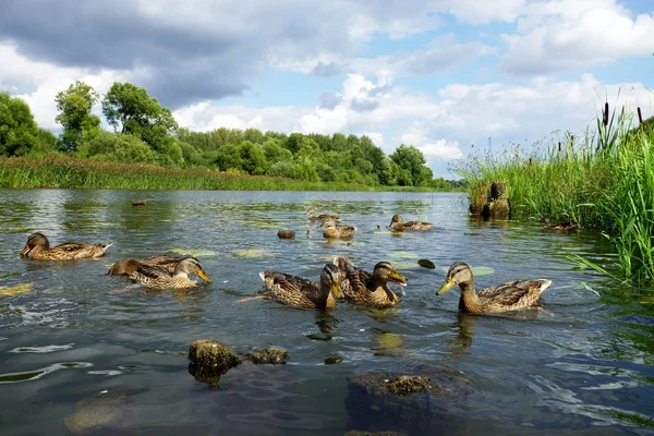Entenfamilie auf dem Fluss — Stockfoto