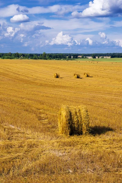 A field with straw bales after harvest — Stock Photo, Image