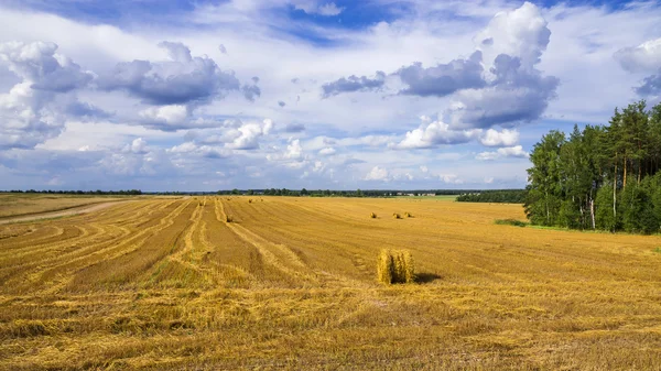 A field with straw bales after harvest. — Stock Photo, Image