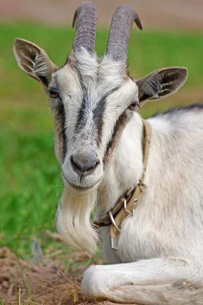 Horned goat — Stock Photo, Image