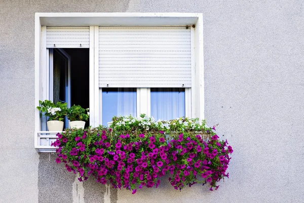 Fenster mit Fensterläden mit Petunien dekoriert — Stockfoto