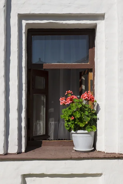 Potten van geraniums in het venster van een oud huis — Stockfoto