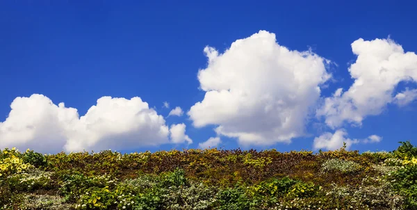 Prairie fleurie contre le ciel bleu — Photo