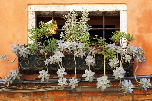 Janela de uma casa velha com plantas (Houseleek  ) — Fotografia de Stock