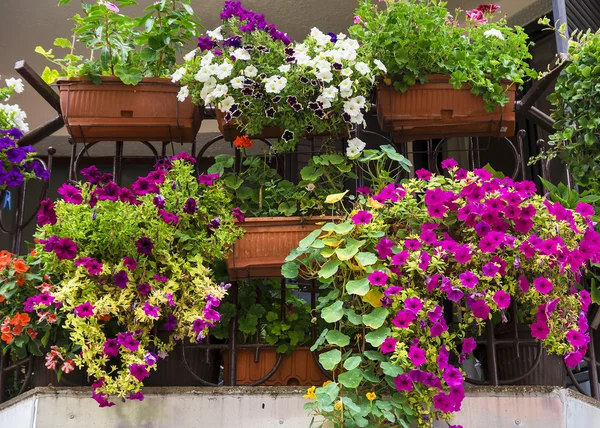 Балкон прикрашений різнокольоровими петуніями — стокове фото