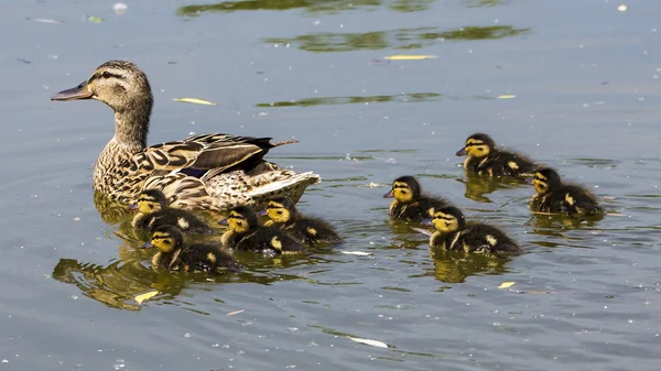 Eend familie — Stockfoto