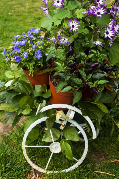 Dekoratives Fahrrad mit Blumen — Stockfoto