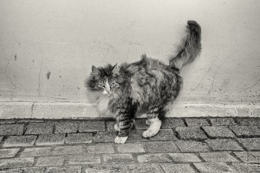 beyaz bir arka plan üzerine açık havada kedi dokulu duvar (taklit bir