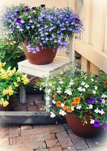 Schöne Blumen im Hof — Stockfoto