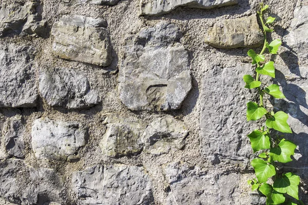 Каменная стена с зеленым плющом — стоковое фото