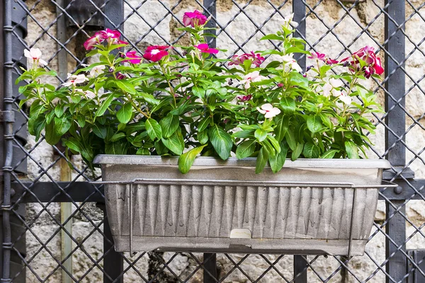 Flowers in pots decoration fence — 스톡 사진