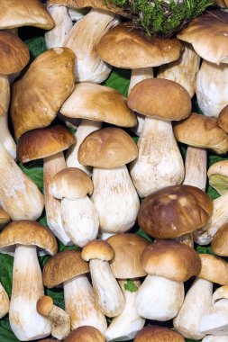 Porcini arka plan yeşil yaprakların üzerinde