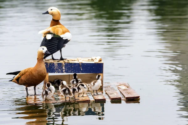 Eend familie aan het meer — Stockfoto