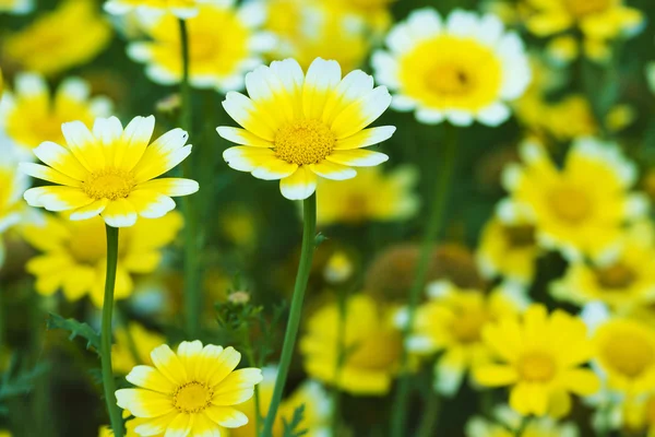 Margaridas de primavera em fundo verde — Fotografia de Stock