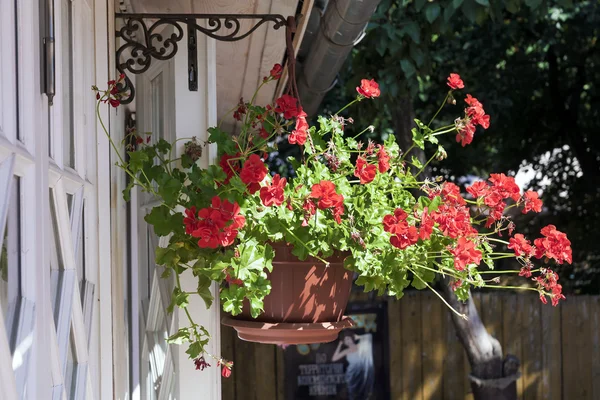 Горщики з квітами червоний геран — стокове фото