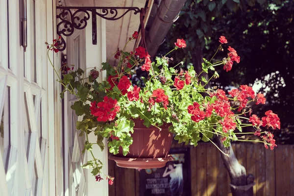 Vasi con fiori geranio rosso — Foto Stock