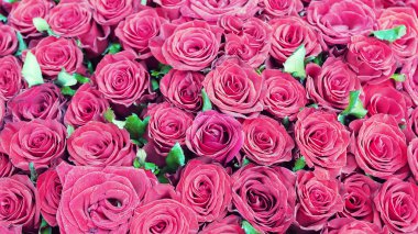 Kırmızı güllerin arkaplanı