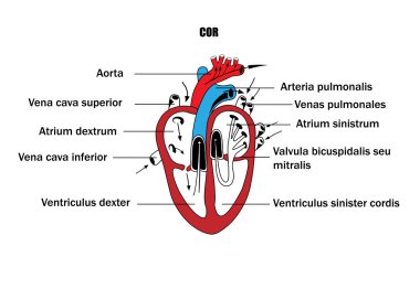 iç organlar, kalbin anatomisi şematik gösterimi.