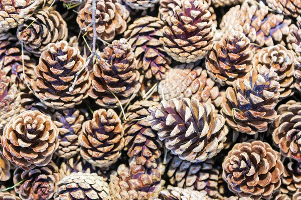 Background pine pine cones — Stock Photo, Image