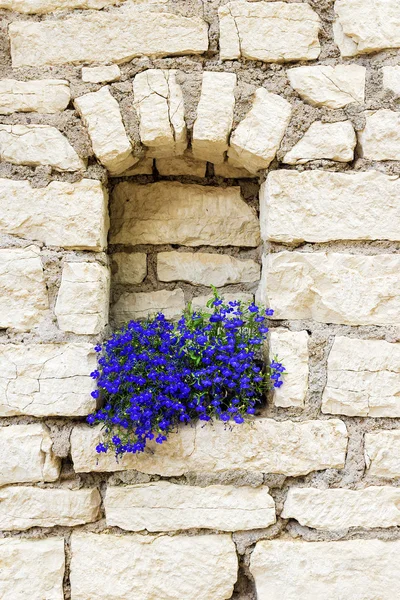 Flores azuis contra a parede da antiga casa de pedra — Fotografia de Stock