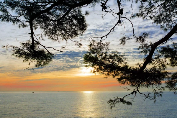 Pine branch against the background of the sea sunrise — Stock Photo, Image