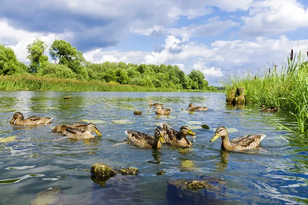 Anatre selvatiche sul fiume — Foto Stock