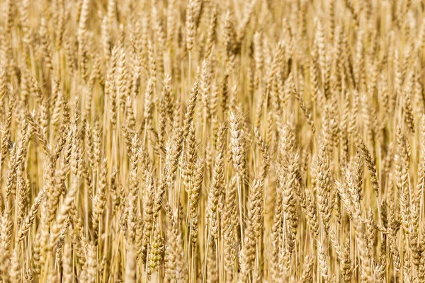 Background of ripe wheat eared — Stock Photo, Image