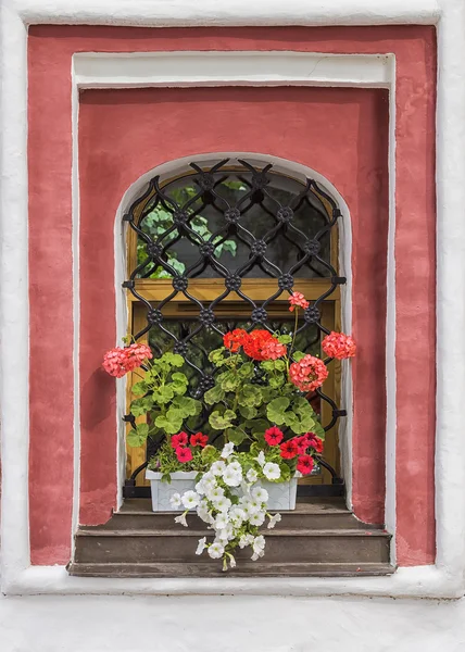Das alte Fenster mit einer roten Geranien und weißen Petunien dekoriert — Stockfoto