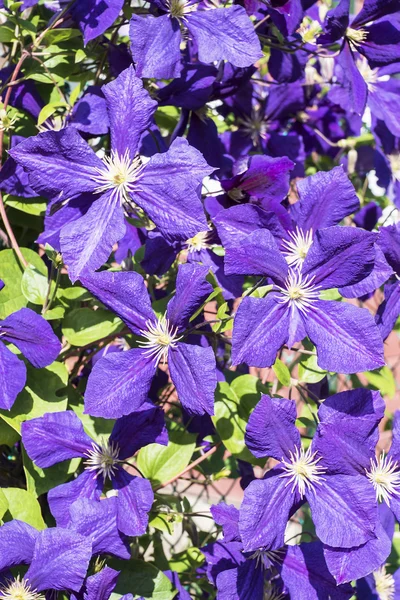 Background of flowers clematis — Stock Photo, Image
