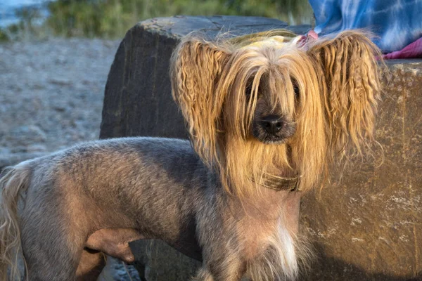 A small breed dog with a shaved body and long hair on its muzzle and tail. Selective focus.