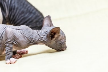 Donskoy Sphynx kedi..