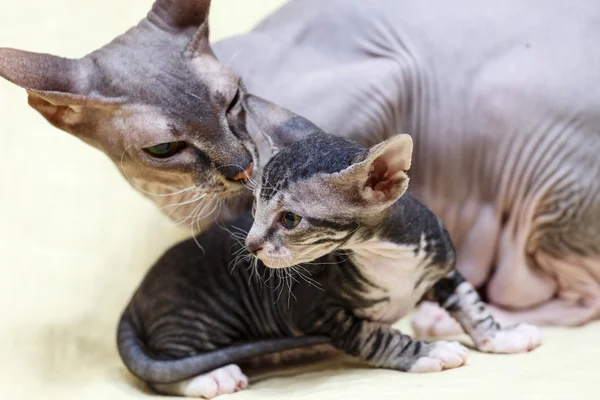 Die russische blaue Katze. lizenzfreie Stockfotos