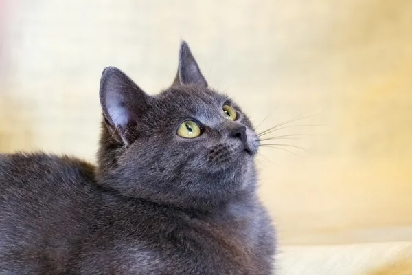 The Russian Blue cat. — Stock Photo, Image