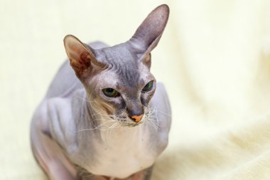 Donskoy Sphynx kedi.