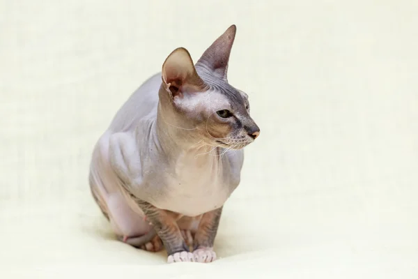 Η γάτα Sphynx Ντονσκόι. — Φωτογραφία Αρχείου