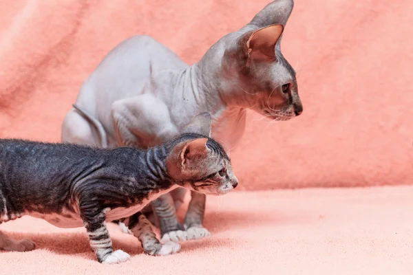 The Donskoy  Sphynx Cat. — Stock Photo, Image